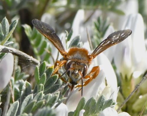 Réf. 225 979 : Rhodanthidium sticticum